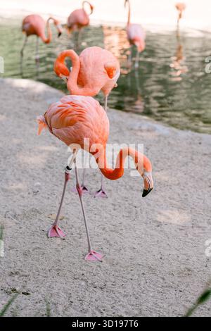 Nahaufnahme eines rosa Flamingos Stockfoto