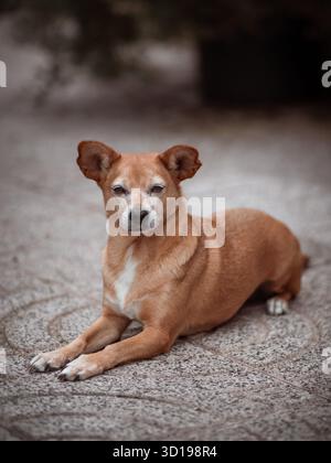 Brauner Senior Mischlingshund, der draußen auf gemustertem Gehsteig ruht Stockfoto