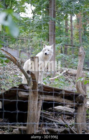 Blick auf einen arktischen Wolf (Canis Lupus arctos) Stockfoto
