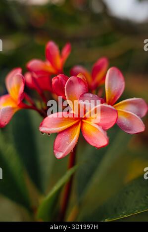 Frangipani Blume mit Wassertropfen nach Regen, Senggigi Lombok Stockfoto