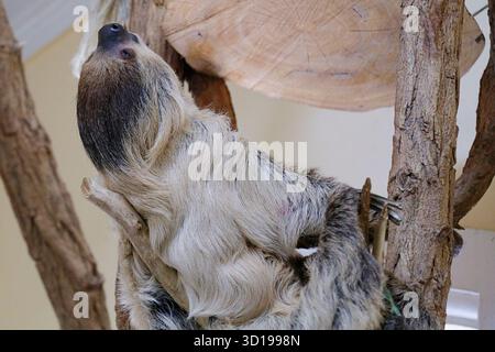 Gefangener Faultier, der auf einem Ast ruht Stockfoto
