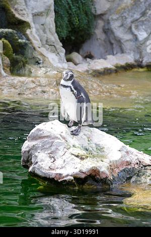 In Gefangenschaft gehaltene Magellanpinguine (Spheniscus magellanicus) Stockfoto