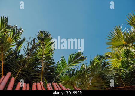 Palm Leaves und Blue Sky über dem Resort Fence in Phuket, Thailand Stockfoto