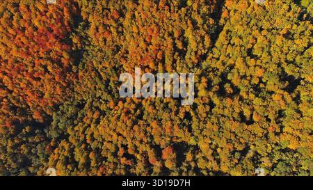 Aus der Vogelperspektive auf einen atemberaubenden Herbstwald von oben Stockfoto