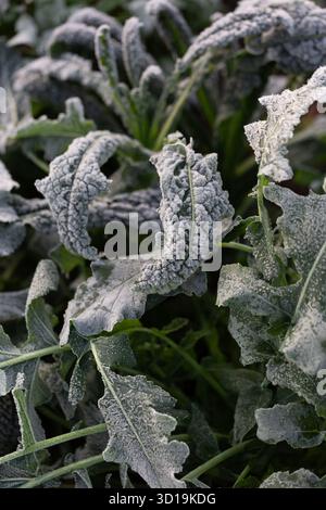 Nahaufnahme von gefrorenem Cavolo nero, italienischem Grünkohl, Blättern Stockfoto