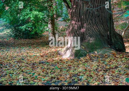 Waldteppich mit süßen Kastanien, Castanea sativa, Sheringham Park, North Norfolk, Großbritannien Stockfoto