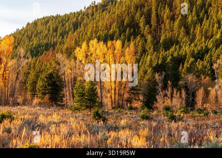 Hohe Laubbäume weisen auffällige goldgelbe Blätter auf, die sich im Kontrast zum tiefen Grün der Kiefern auf einem Hügel im Grand Teton National Park befinden Stockfoto