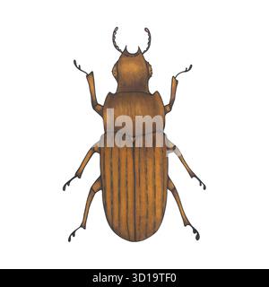 Bugbraun. Handgezeichnete Insektenabbildung, detaillierte Kunst. Isolierter Bug auf weißem Hintergrund. Stock Vektor