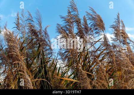 Reed schwingt sanft in der Brise gegen einen klaren blauen Himmel. Diese friedliche Szene fängt das Wesen der Schönheit der Natur an einem sonnigen Tag ein. Stockfoto