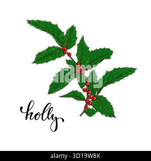 holly, Ilexzweig mit Beere und Blättern auf weißem Hintergrund. Entwerfen Sie Weihnachtsgrußkarten und Einladungen zu frohen Weihnachten und einem glücklichen neuen Jahr Stock Vektor