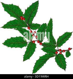 holly, Ilexzweig mit Beere und Blättern auf weißem Hintergrund. Entwerfen Sie Weihnachtsgrußkarten und Einladungen zu frohen Weihnachten und einem glücklichen neuen Jahr Stock Vektor