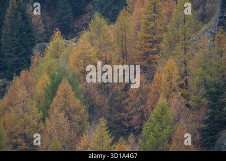 Blick auf die bunten Herbstbäume mit leuchtenden Orangen, Gelb und Grün auf einem Hügel in Poughkeepsie, New York, USA. Stockfoto