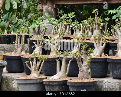 Eine Sammlung von Desert Rose oder Adenium obesum bonsai Pflanzen Baumschule mit dicken, skulpturalen Wurzeln Stockfoto