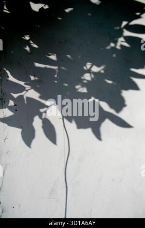 Schatten von Baumblättern auf weißer Grunge-Wand Stockfoto