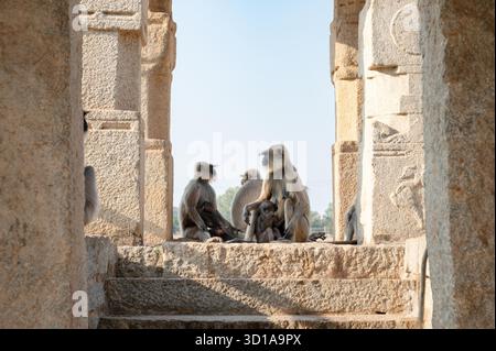 Die graue Affen-Familie der nördlichen Ebenen, der Semnopithecus entellus-Affe in einem Tempel, die Tierwelt von Hampi Indien, der Dschungel und das Regenwaldtier in der Stadt Stockfoto