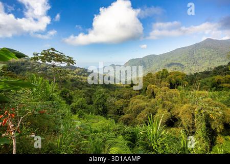 Malerische Landschaft der Sierra Nevada de Santa Marta, bedeckt von dichtem, lebhaftem Dschungel in der Nähe von Minca, Kolumbien. Stockfoto