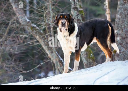 Der größere Schweizer Berghund mit schwarzem, weißem und braunem Fell steht auf verschneiten Hängen im Winterwald wachsam. Wachsamer Wächter, ideal für den alpinen Einsatz Stockfoto