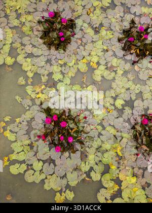 Aus der Vogelperspektive pulsierende rosafarbene Lotusblüten unterstreichen die ruhigen grünen Lilienpads, die auf dem stillen, reflektierenden Wasser schweben, Hoa Bình, Ninh Lư, Vietnam. Stockfoto