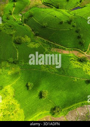 Aus der Vogelperspektive der lebhaften grünen Teeplantagen entsteht ein strukturierter Wandteppich über die Landschaft, Long Coc, Phú Thọ, Vietnam. Stockfoto