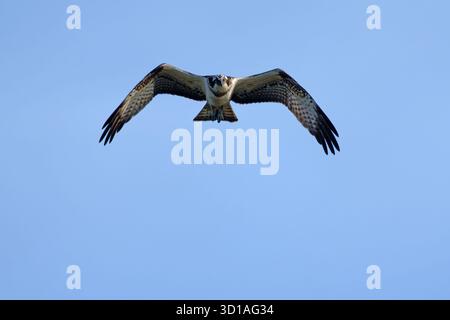 Juveniler männlicher Osprey-Pandion haliaetus im Flug. Stockfoto