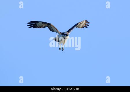 Juveniler männlicher Osprey-Pandion haliaetus schweben. Stockfoto