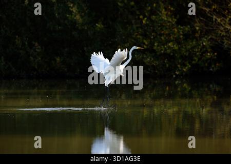 Großer Weißreiher - Ardea Alba Tauchfischen. Stockfoto