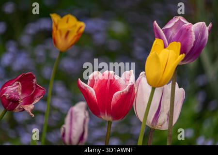 Bunte Tulpen blühen im Frühlingsgarten Stockfoto