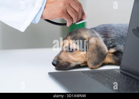 Mann, Tierarzt und Überprüfung mit Hund für Herzschlag, Gesundheit oder Untersuchung in der Tierklinik. Männliche Person oder tierärztliche Zuhörung mit Stethoskop auf labrador, Stockfoto