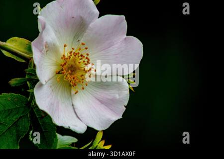 Helle Blütenblätter und goldene Staubblätter Stockfoto