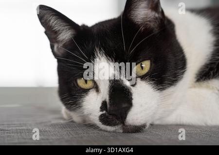 Schwarz-weiße Katze, die drinnen entspannen kann Stockfoto