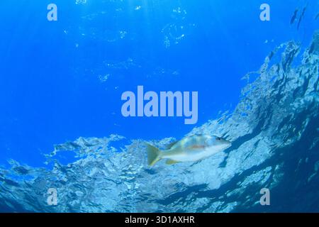 Ein silbriger Fisch schwimmt nahe der Oberfläche im Meer von Cortez. Stockfoto