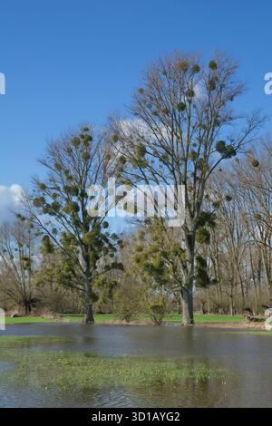 Hochwasser im Naturschutzgebiet Urdenbacher Kaempe in der Rheinaue, Düsseldorf Stockfoto