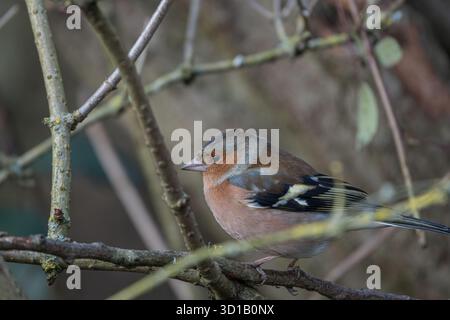 Männlicher Chaffinch auf dem Zweig Stockfoto