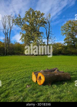 Große Baumstämme, die für die Herstellung von Feuernahrungsmitteln geschnitten wurden, um im Winter umweltfreundlich zu heizen, liegen auf grüner Wiese am Waldrand mit blauem Himmel Stockfoto
