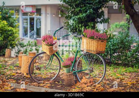 Retro-Fahrrad mit Korbkörben gefüllt mit violetten Blumen, parkt im Herbstgarten. Konzept von gemütlichem Lifestyle, Blumendekoration, Herbst-Vintage Stockfoto