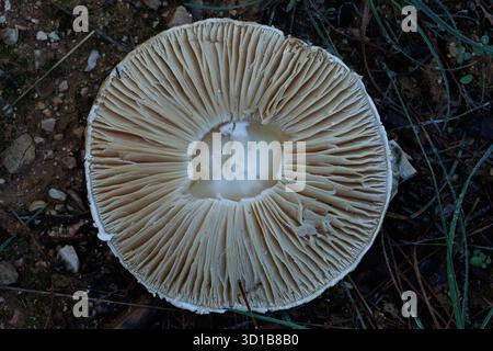 Weißer Pilz unter der Blattstreu, möglicherweise Amanita vaginata, nach den Herbstregnern in Alcoy, Spanien Stockfoto