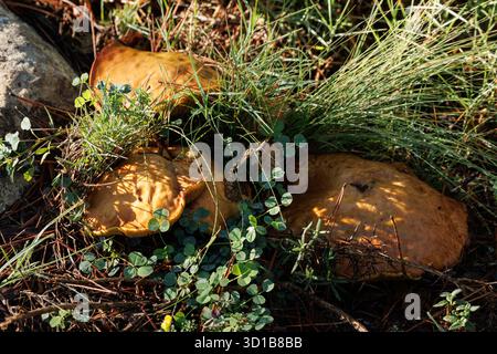 Suillus collinitus wächst im Herbst zwischen Kiefern und Gras, Alcoy, Spanien Stockfoto