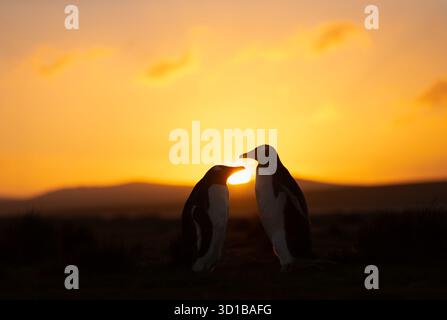 Nahaufnahme der Silhouette zweier Gentoo-Pinguine bei lebendigem goldenen Sonnenaufgang an den zerklüfteten Ufern der Falkand-Inseln. Stockfoto
