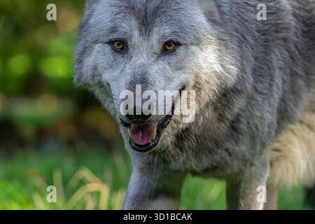 Close-up-Porträt von schwarz-weißem Nordwestwolf / Mackenzie Valley Wolf / Kanadier / Alaska Holzwolf (Canis Lupus occidentalis) im Wald Stockfoto