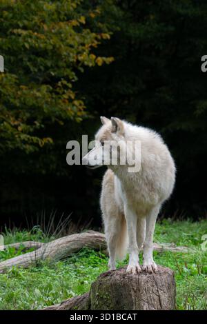 Arktischer Wolf / Weißer Wolf / Polarwolf (Canis lupus arctos) im Zoo, der in der hohen arktischen Tundra Kanadas heimisch ist Stockfoto