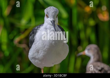 Schwarzflügelstelze (Himantopus himantopus), die im Flachwasser des Teichs in Feuchtgebieten/Sumpfgebieten auf Nahrungssuche ist Stockfoto