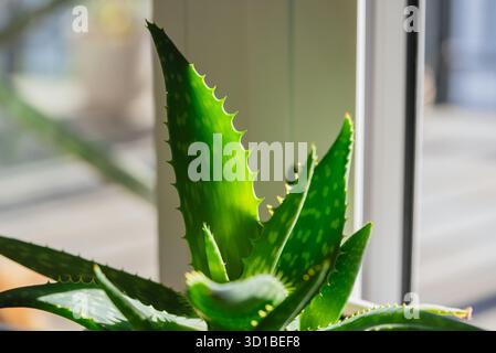 Nahaufnahme von leuchtend grünen Aloe Vera Blättern, die im Sonnenlicht in der Nähe eines Fensters gedeihen und ihre natürliche Schönheit und Eignung für Hautpflege und Gartenarbeit hervorheben Stockfoto