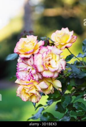 Schöne Ansammlung von gelben und rosa Rosen in voller Blüte bei natürlichem Sonnenlicht vor einem weichen grünen Hintergrund. Stockfoto