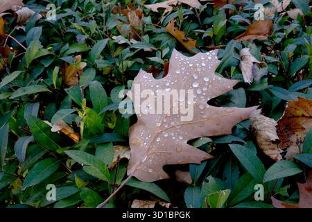 Ein großes braunes Blatt mit Tropfen ruht ruhig auf üppig grünem Laub. Stockfoto
