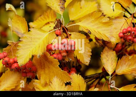 Rowan Bush, Sorbus intermedia, mit gelblichen Blättern an einem regnerischen Herbsttag im Garten. Stockfoto