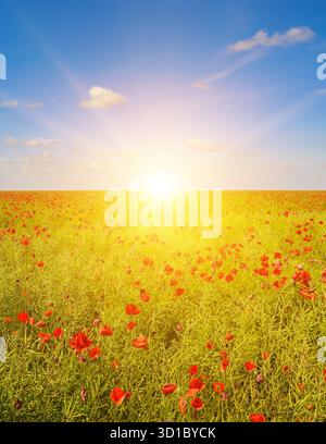 Ein atemberaubendes, lebhaftes Feld mit roten Mohnblumen und gelben Rapssamen- oder Senfblüten erstreckt sich bis zum hellen, intensiven Sonnenschein am Horizont Stockfoto