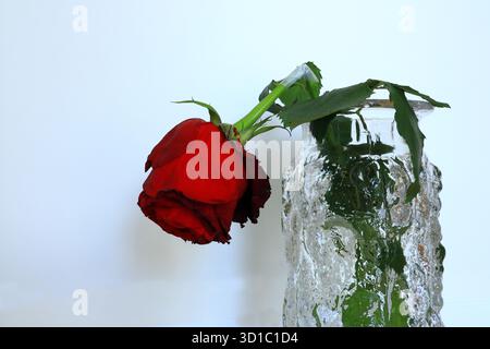 Gebrochene rote Rose in einer transparenten Vase. Noch am Leben. Konzeptfoto. Stockfoto