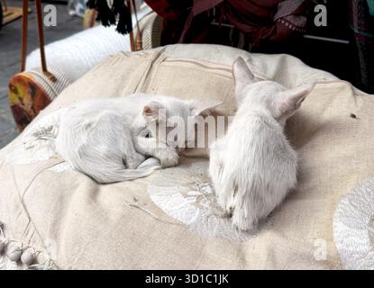 Zwei weiße streunende Kätzchen ruhen auf einem Kissen auf einem Straßenmarkt. Das Konzept der obdachlosen Tiere und des urbanen Lebens. Stockfoto