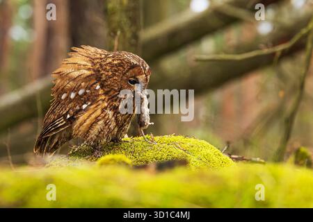 tawny-Eule (Strix aluco) hat eine Maus im Schnabel gefangen Stockfoto