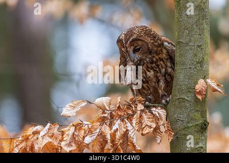 tawny Eule (Strix aluco) in einem Baum mit einer Maus Stockfoto